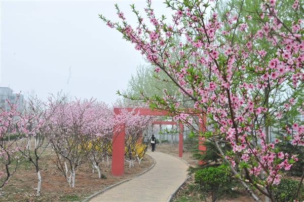 想在山東學(xué)習(xí)海事專業(yè)？為什么不選擇青島海洋技師學(xué)院呢？