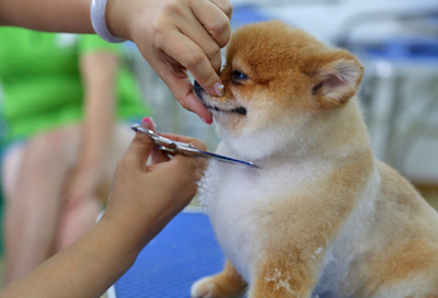 北京雪思嘉寵物美容師培訓學校：寵物美容時容易出現(xiàn)哪些危險？