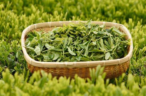 想做評(píng)茶師？那你應(yīng)該來(lái)石家莊聞達(dá)職業(yè)技能培訓(xùn)學(xué)校學(xué)學(xué)了