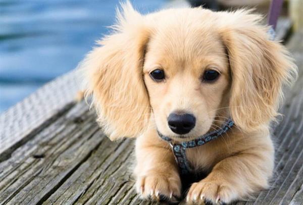 喜歡寵物？想做獸醫(yī)？就選邢臺(tái)現(xiàn)代職業(yè)學(xué)校！