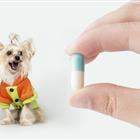 寵物醫(yī)生專(zhuān)業(yè)